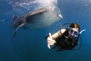 PADI Advanced Open Water Diver Course - Diver and Whale Shark