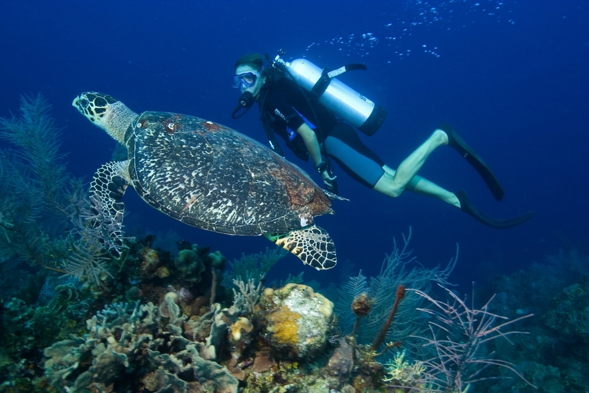 Top 5 Places to Scuba Dive with Sea Turtles
