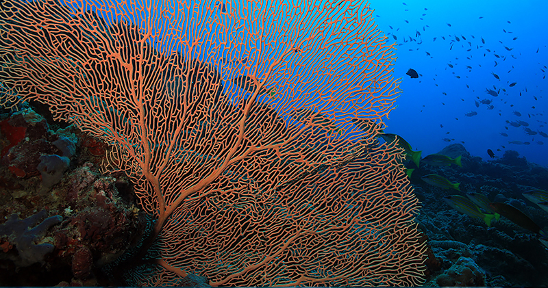 Diving Sites in Asia - Fan Coral in India