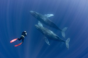 humpback-whale-freediver