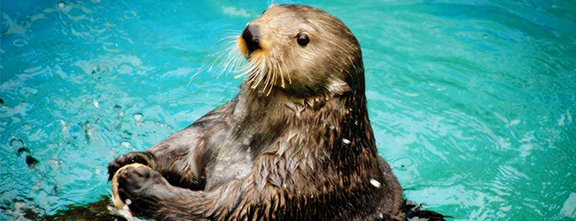 5 Facts About Sea Otters