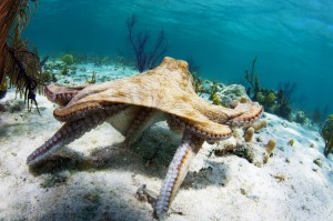caribbean-octopus