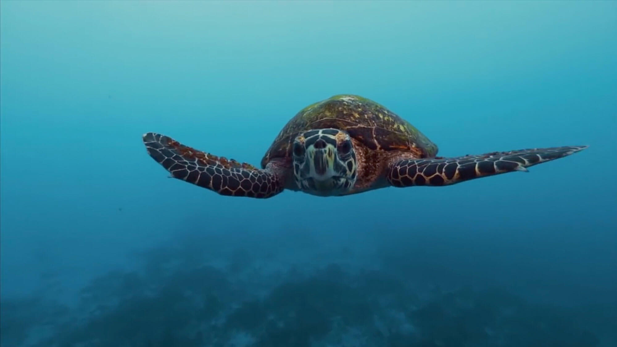 PADI Conservation - A Force for Good