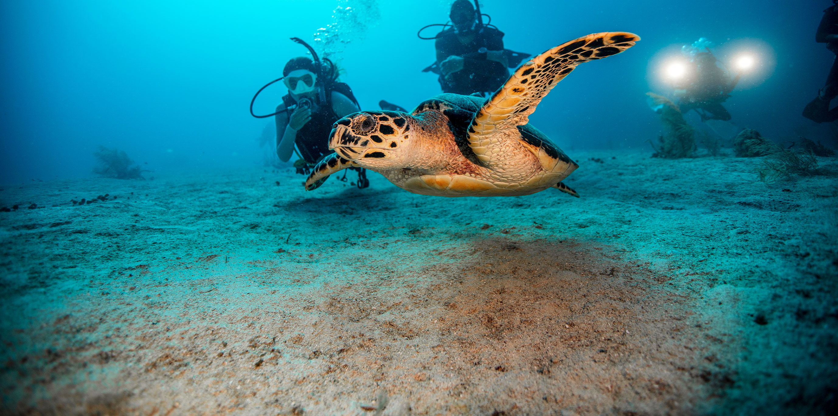 Divers with turtle