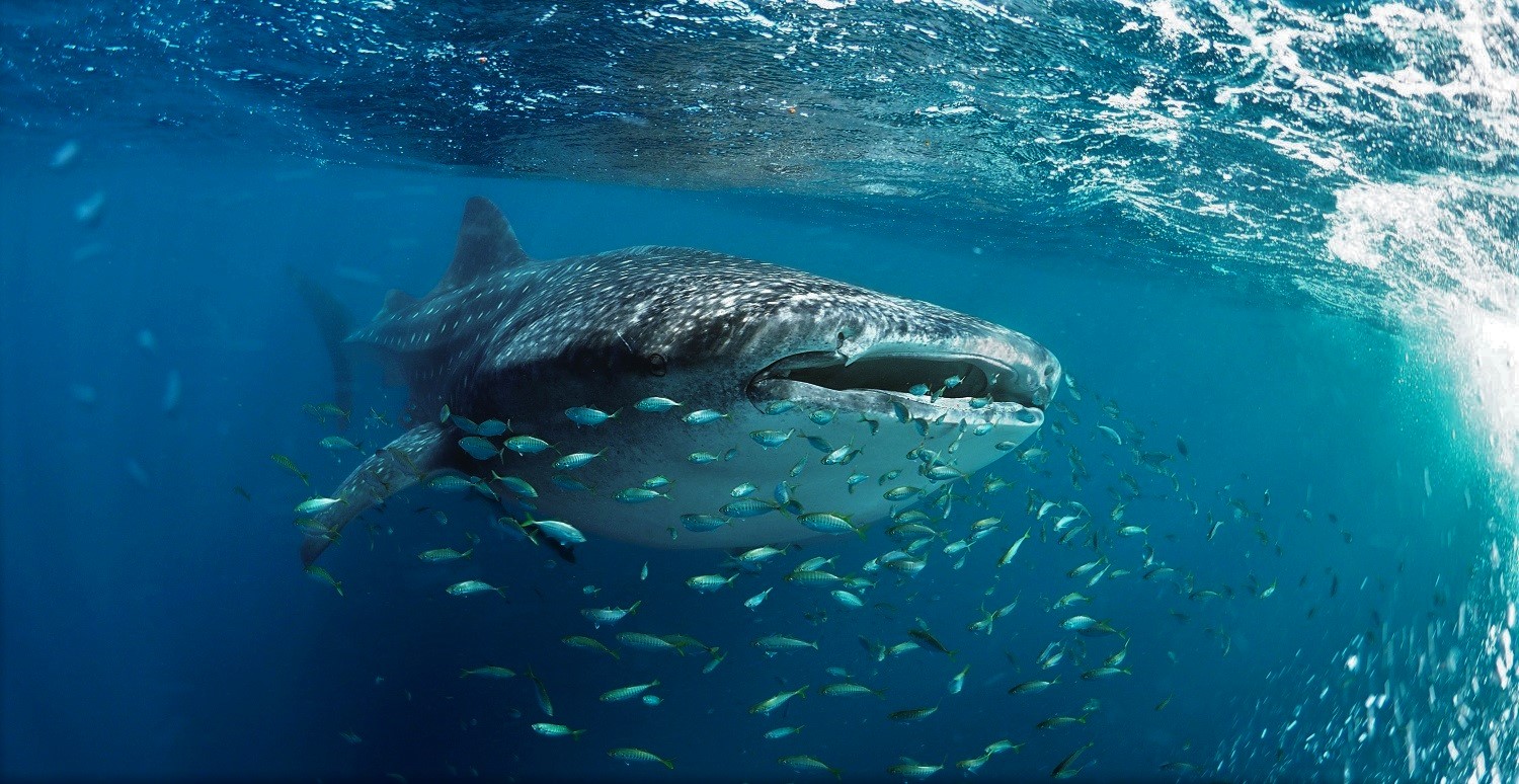 Whaleshark darker