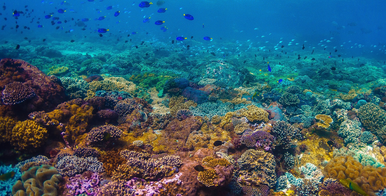 Coral Reef