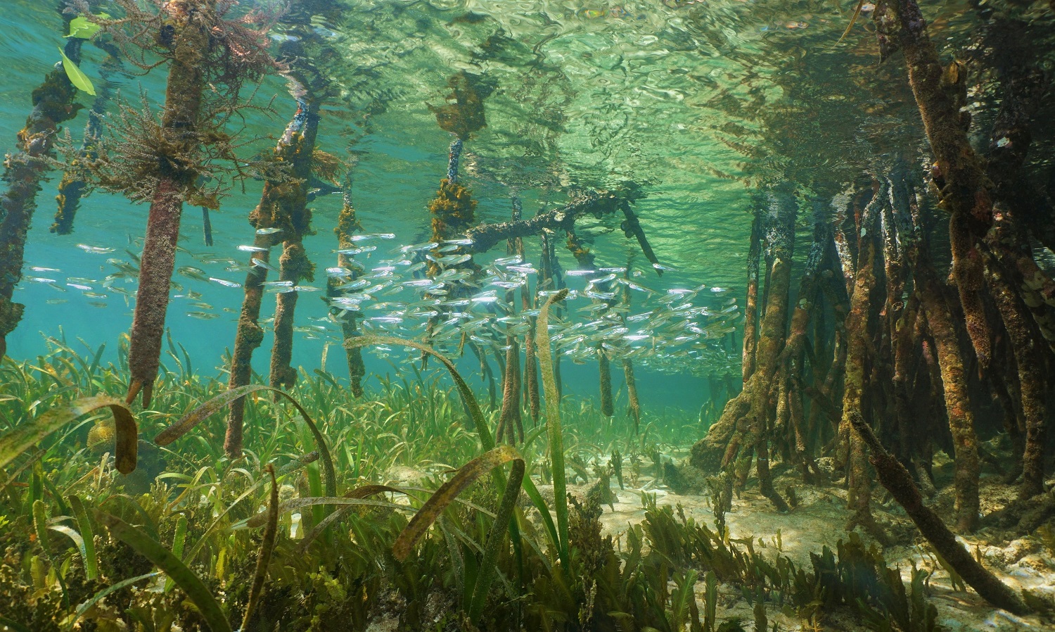 Seagrasses store more blue carbon than previously thought