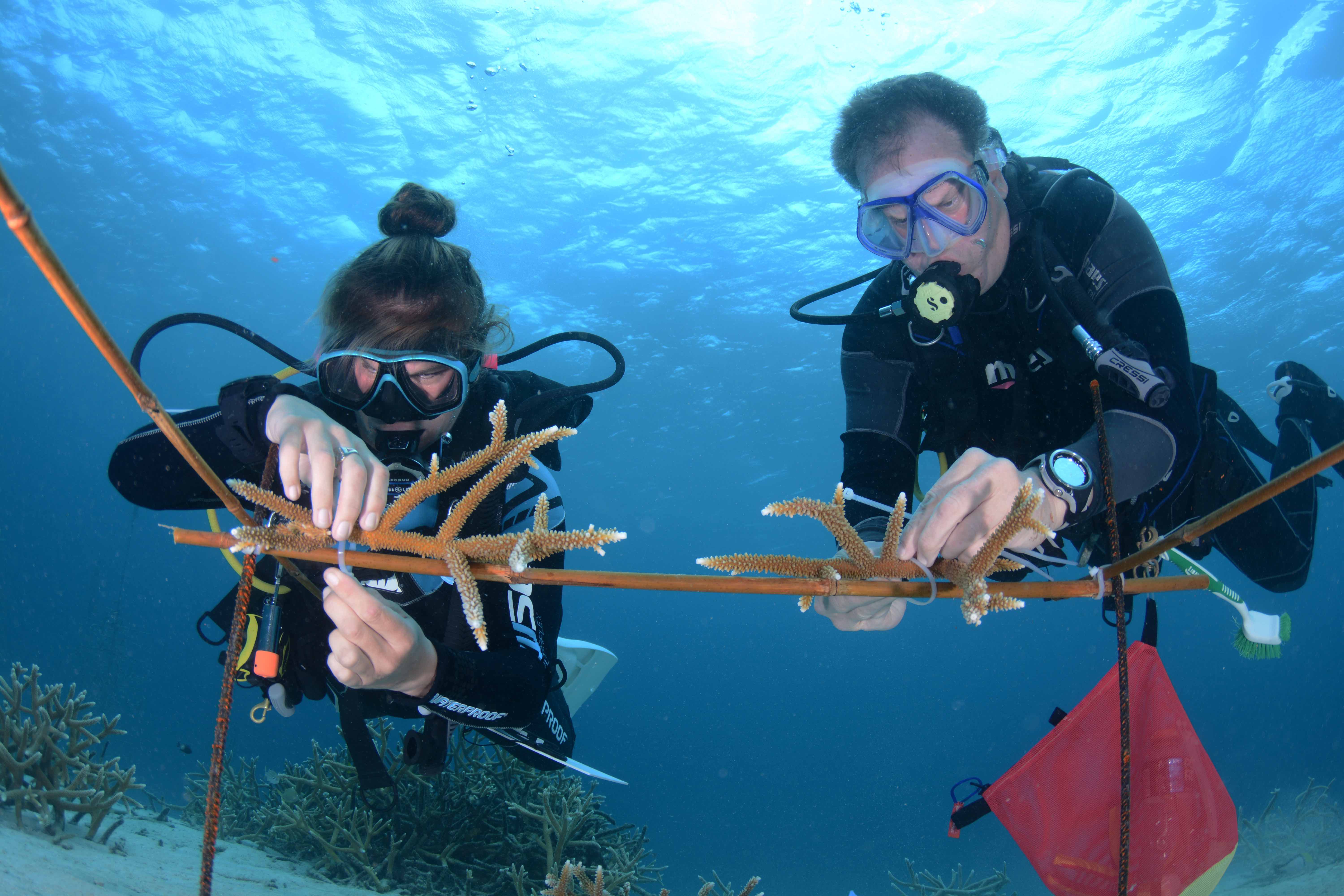 Reef Renewal Foundation International