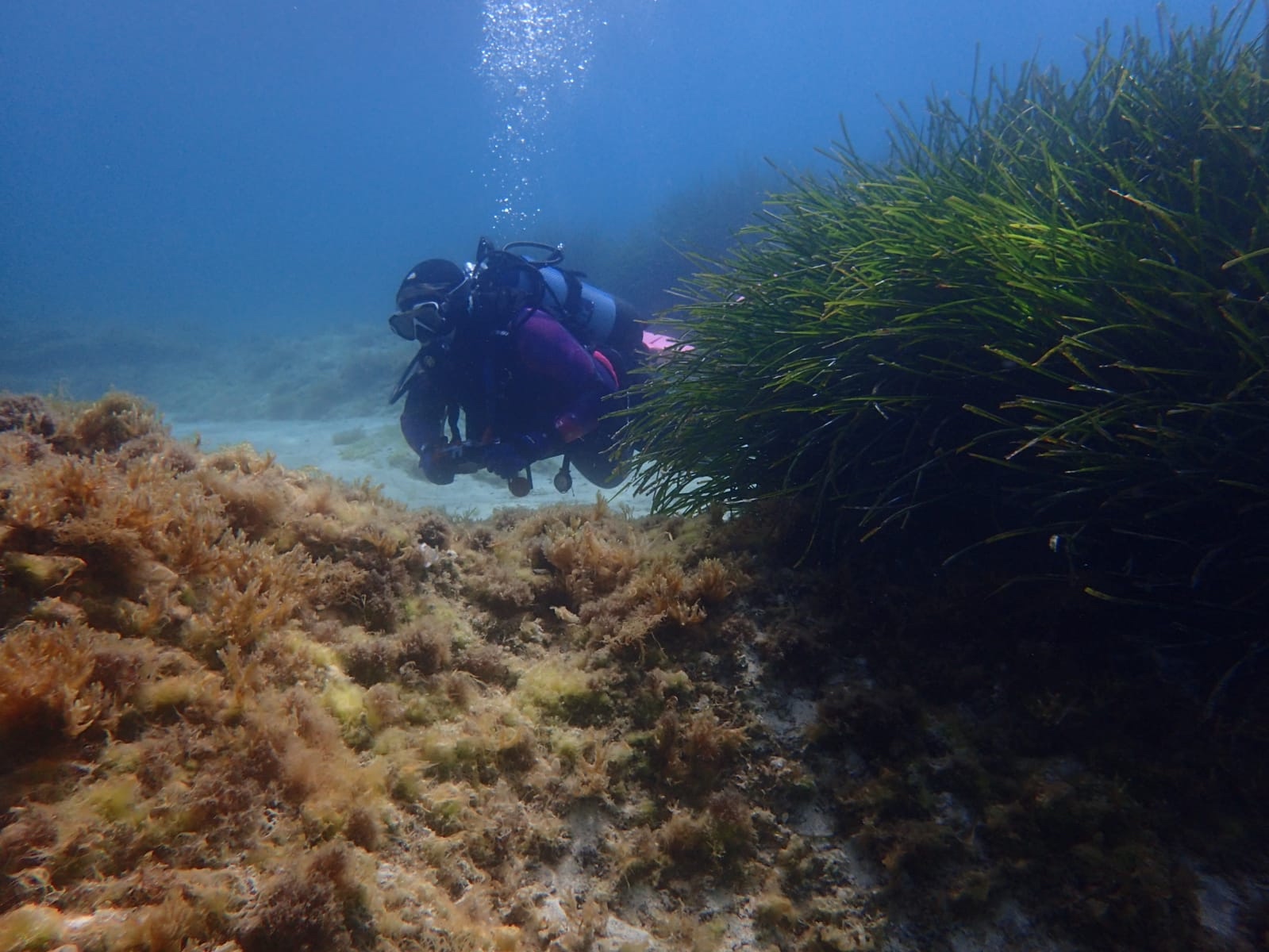 Diver surveying for seahorses