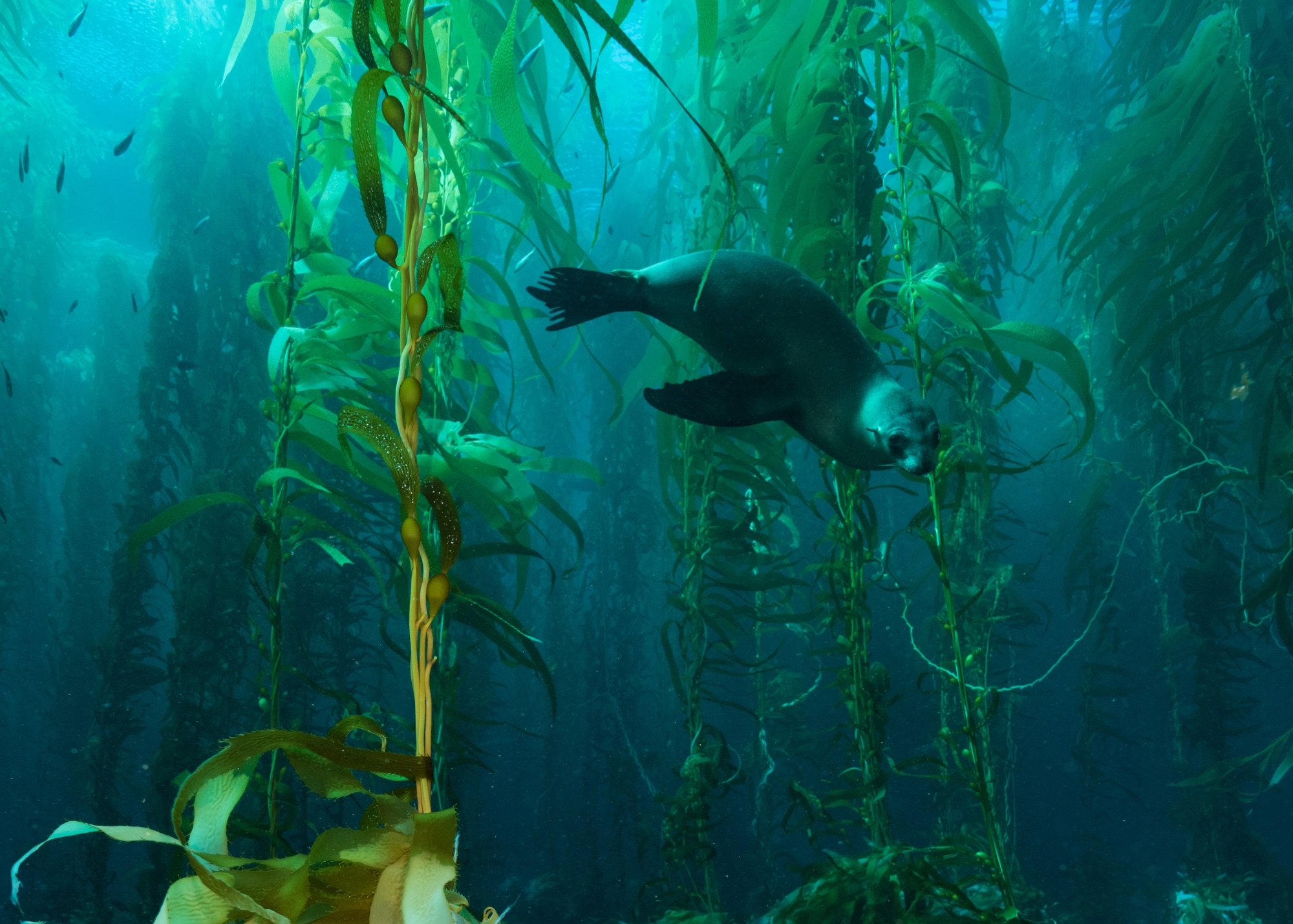 Sea lion in kelp forest