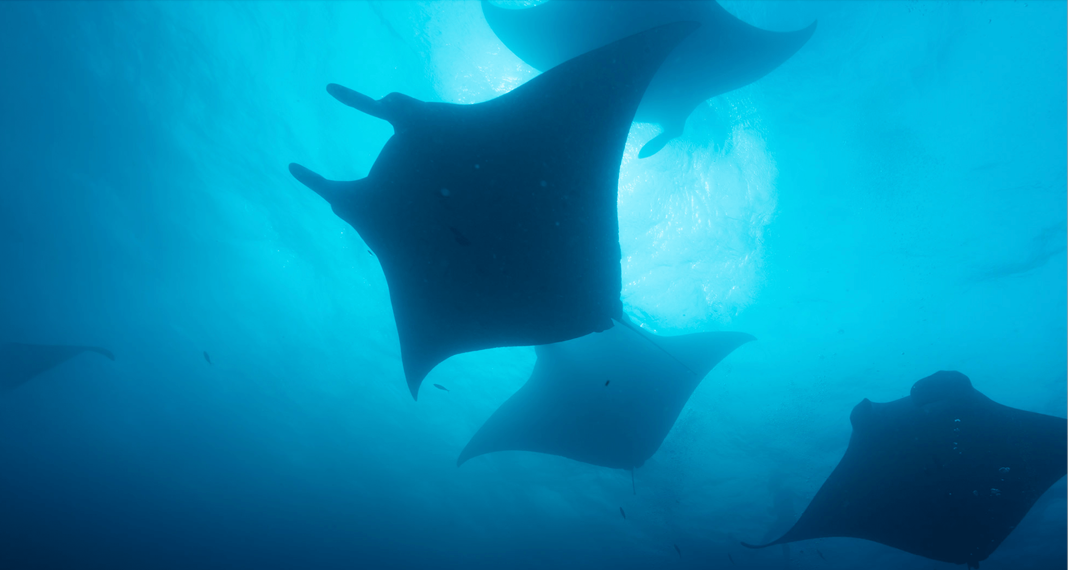 Rays swimming in the ocean