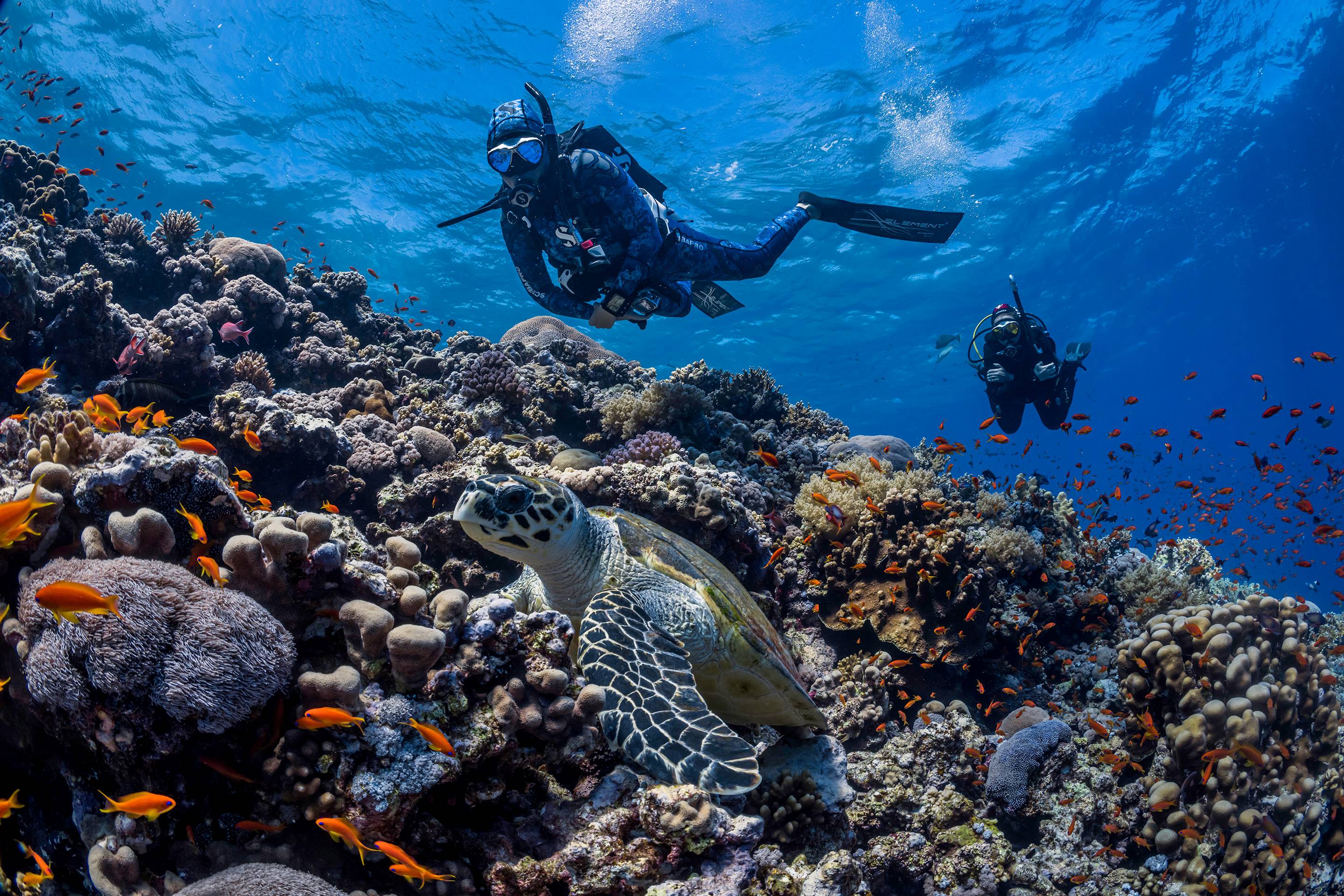 a diver hovering above a sea turtle