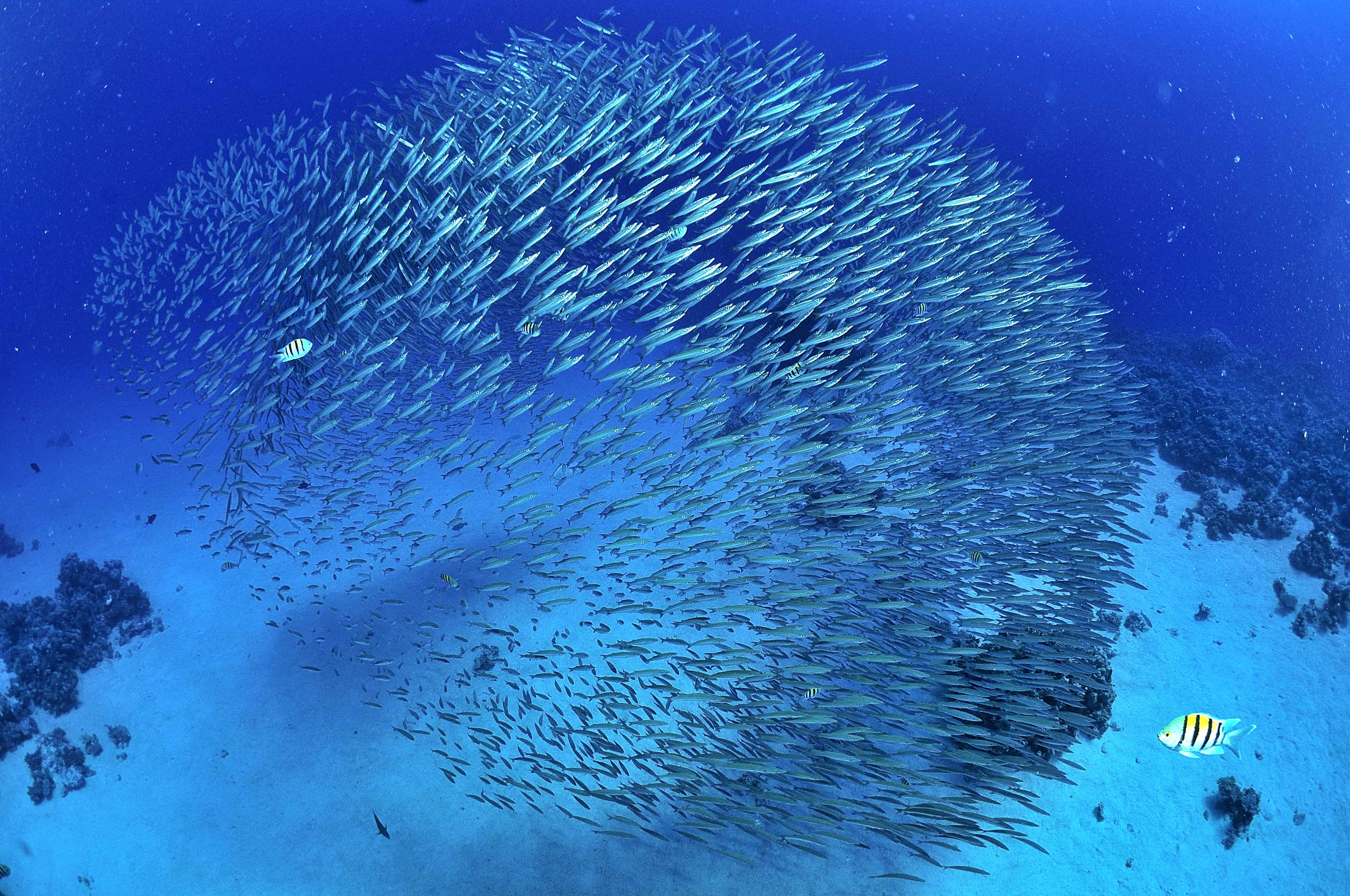 School of fish swimming on the ocean bed.