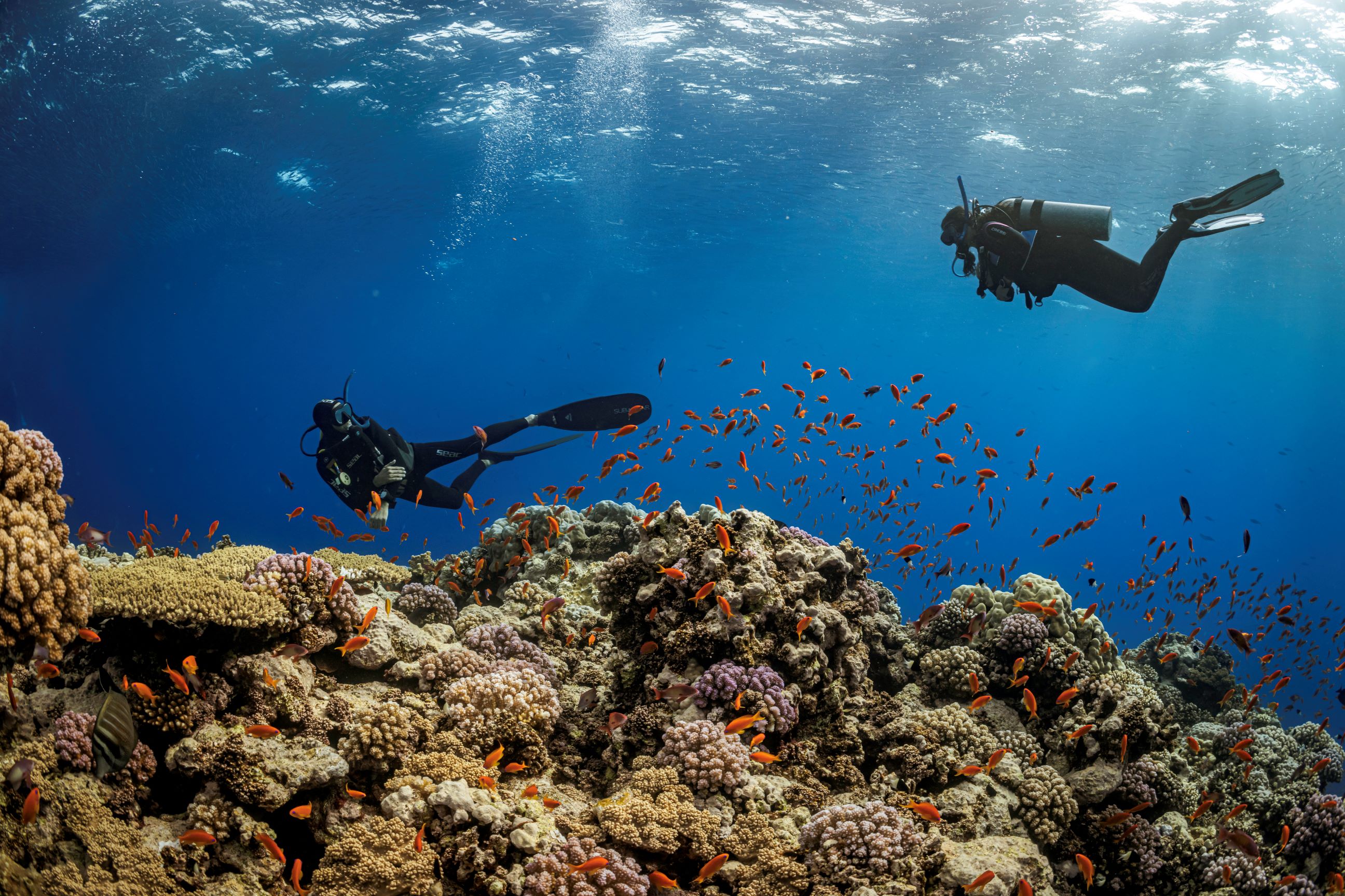 PADI AWARE Foundation | PADI