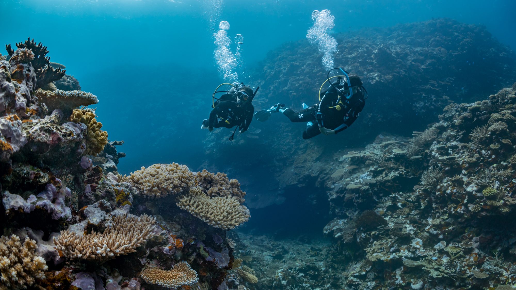 PADI Courses, Conservation, Membership, and Shop