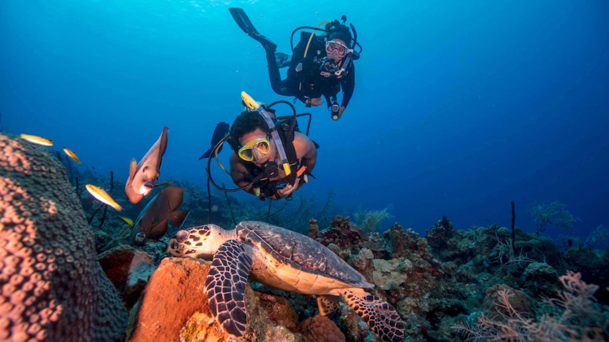 2 scuba divers looking at a turtle