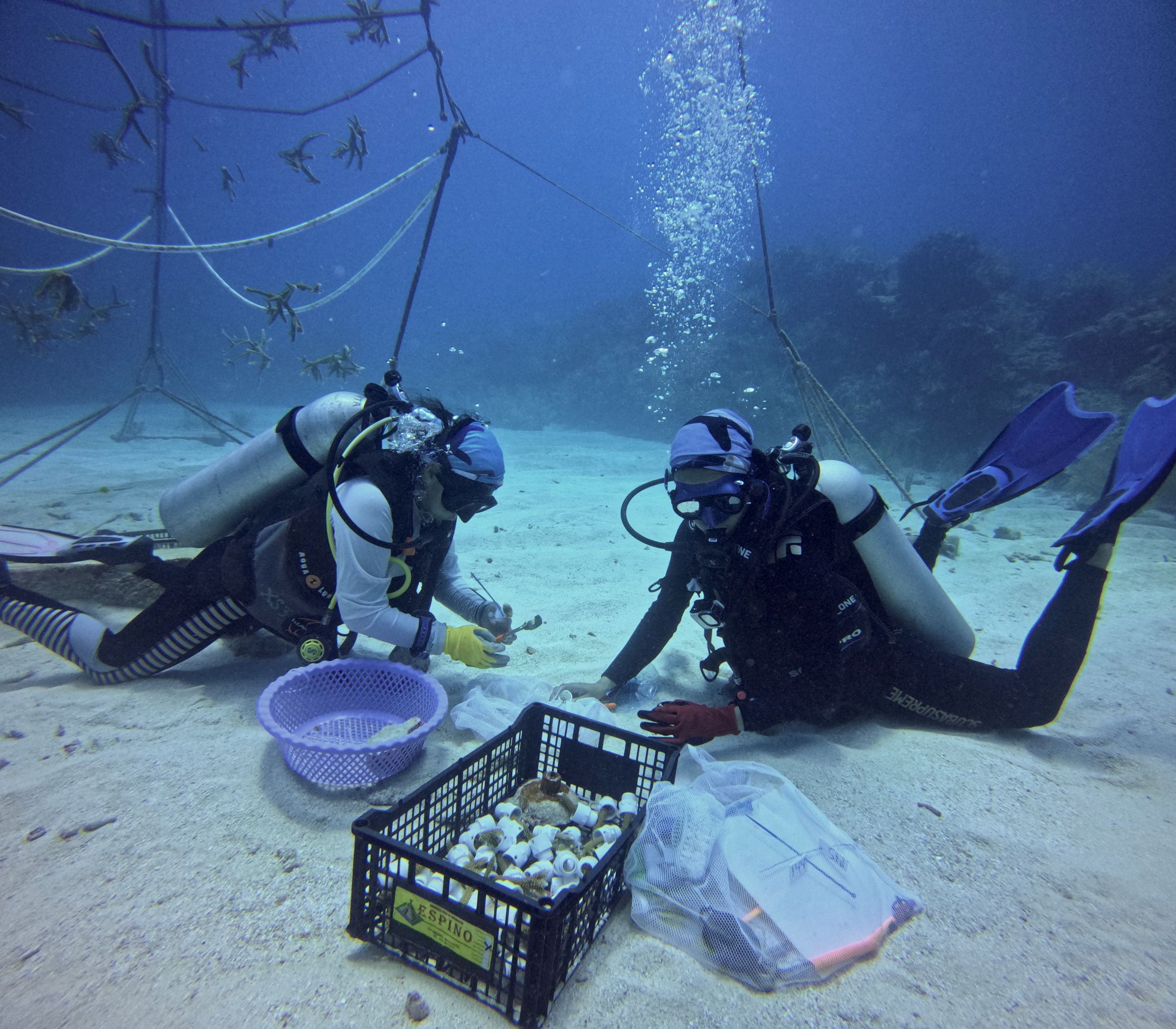 0122 Takata Experience, Coral reef restoration