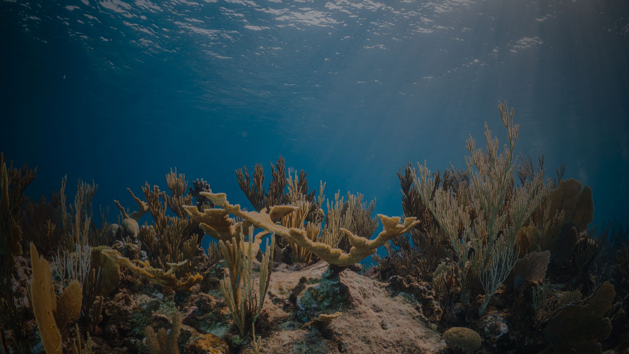Underwater marine life 