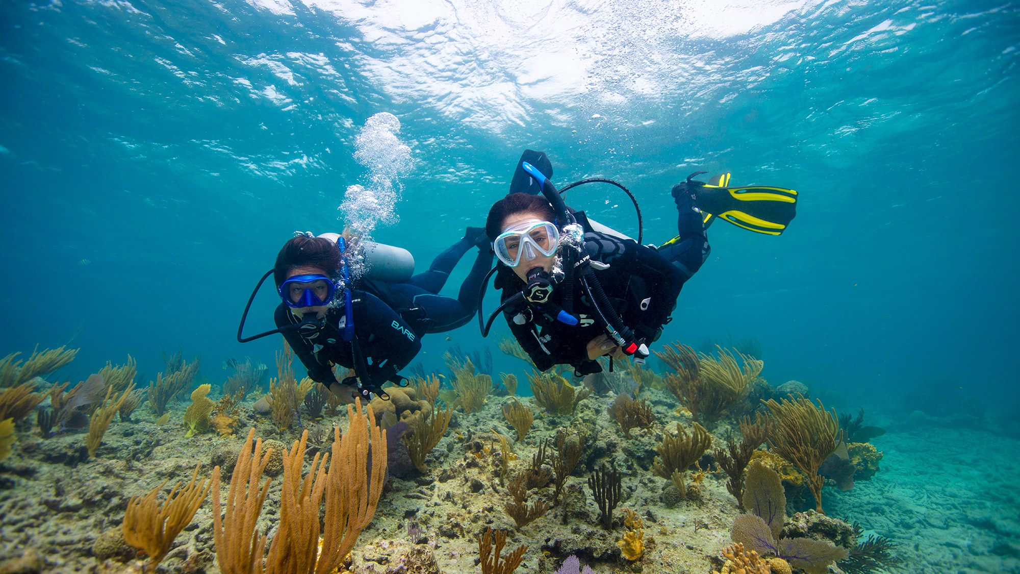 PADI Courses, Conservation, Membership, and Shop