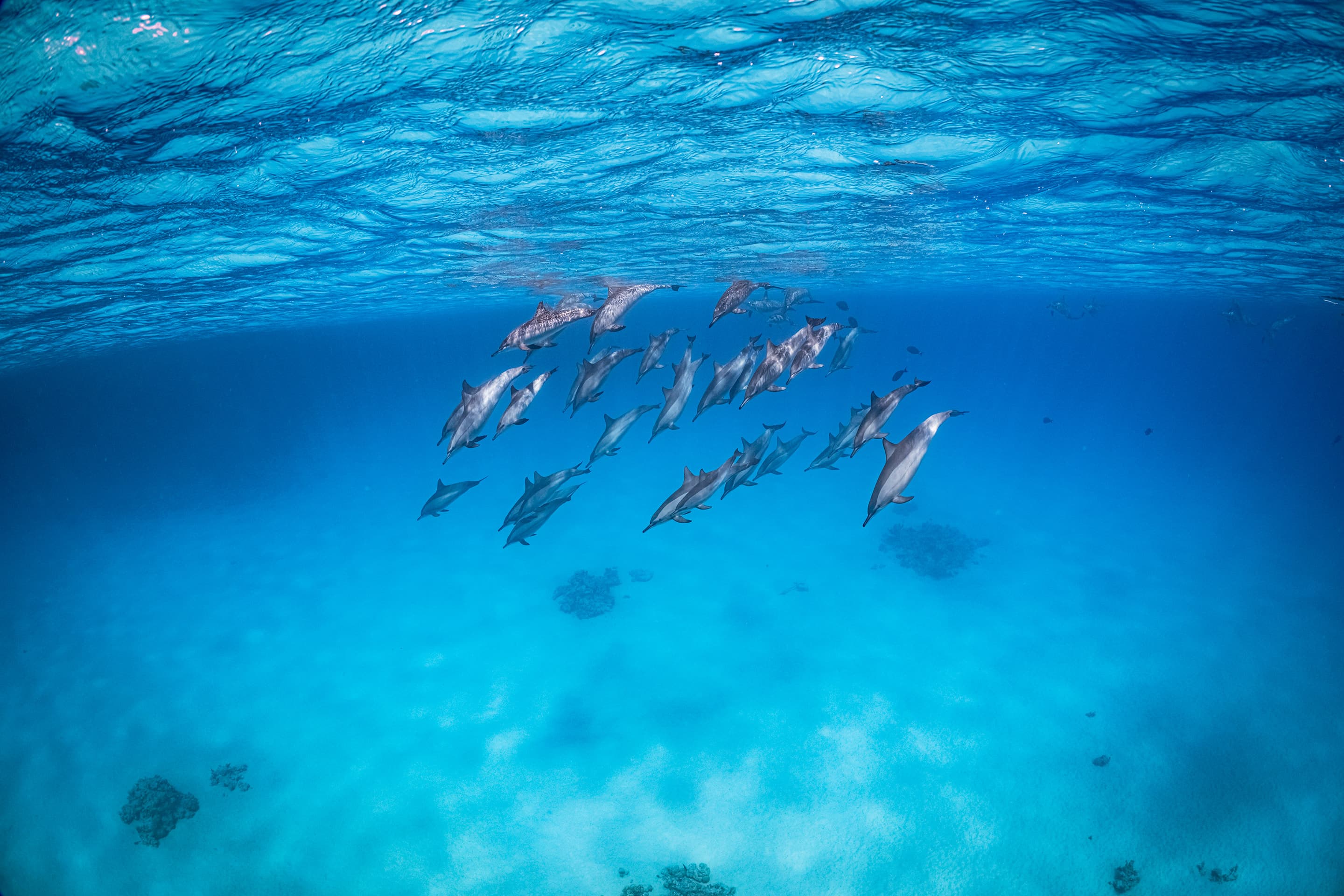 Dolphins underwater