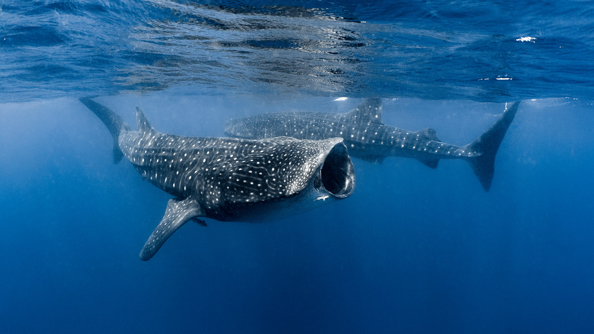 A couple of whale sharks.