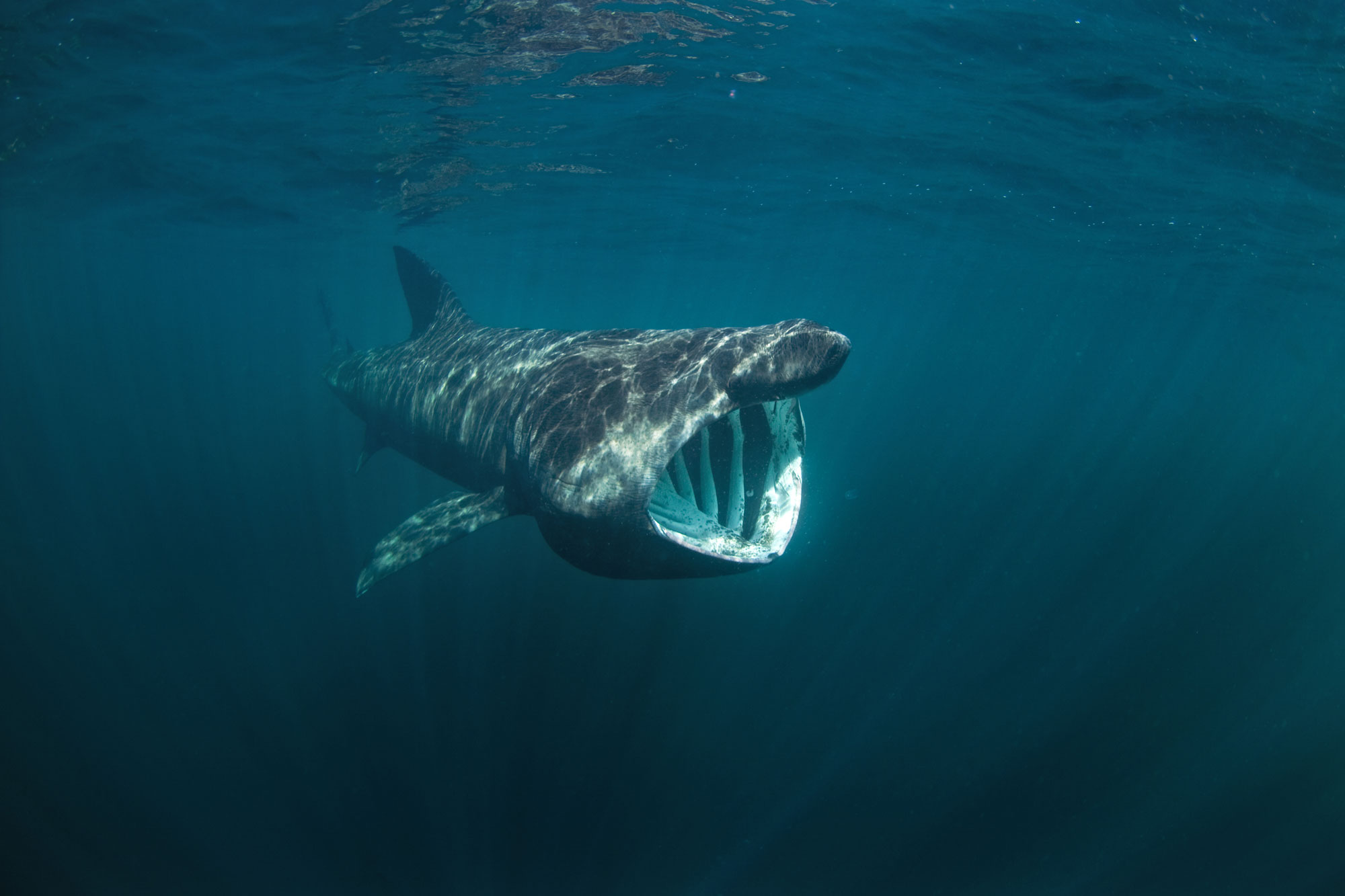 Basking shark off the coast of Scotland