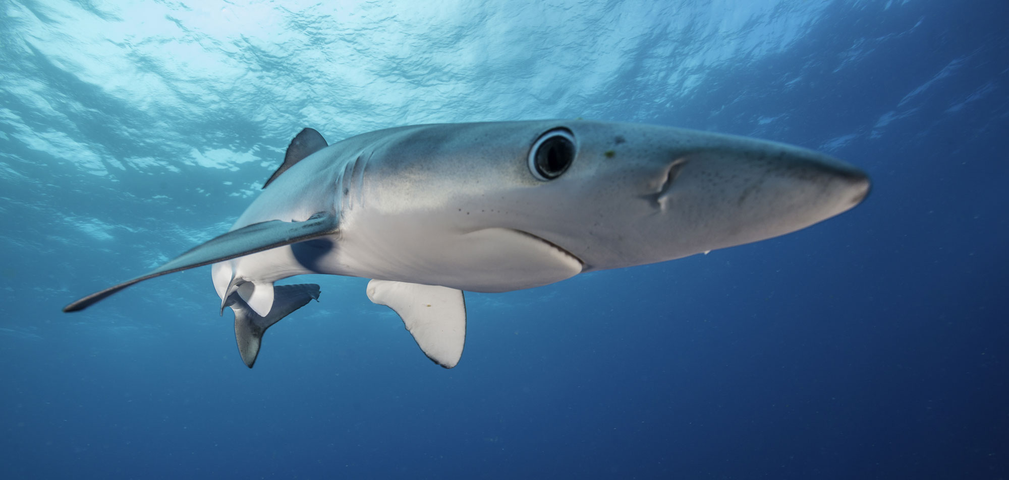 Blue shark