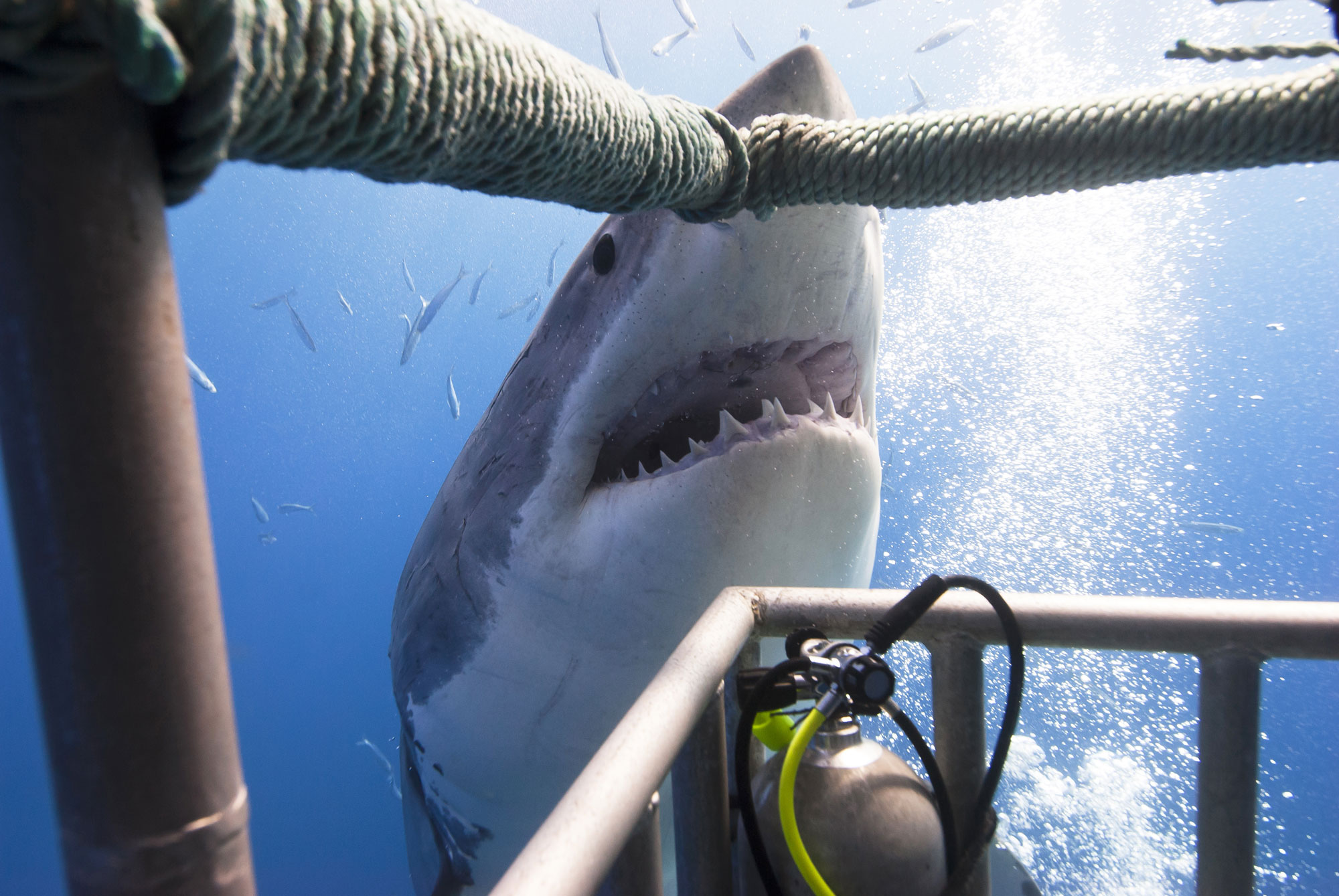 Great white shark showing its teeth in front of divers in a diving cage.
