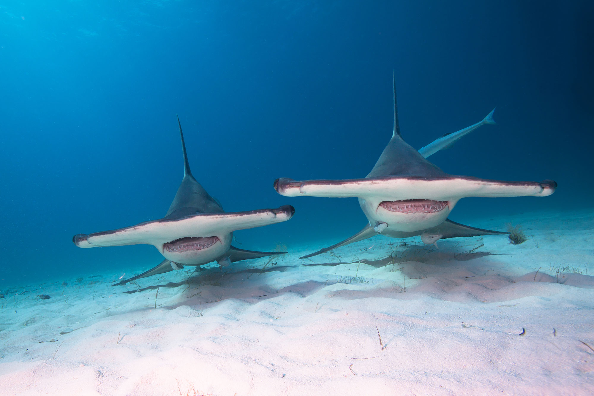 Hammerhead sharks