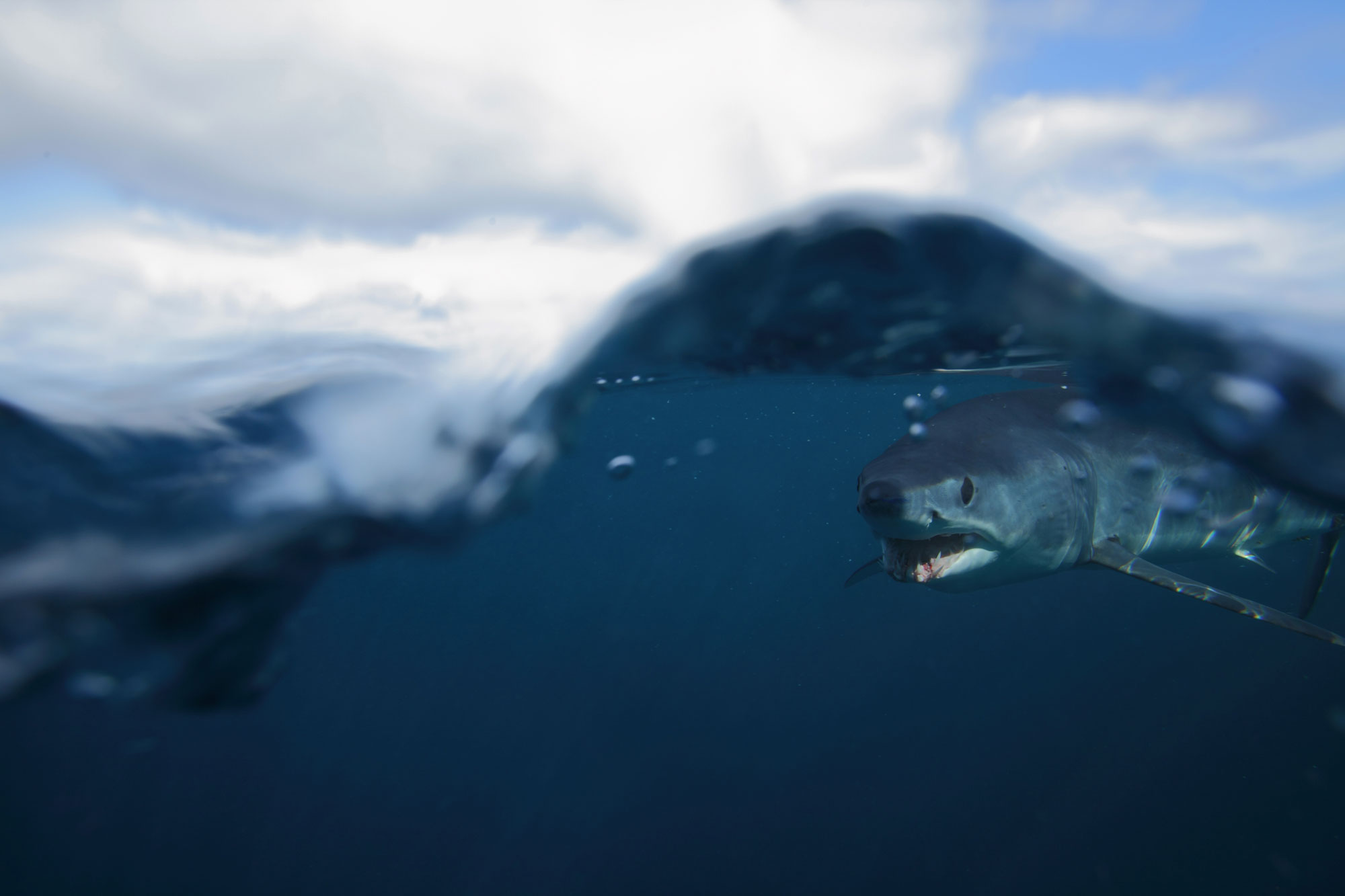 Macko shark swims directly below ocean waves