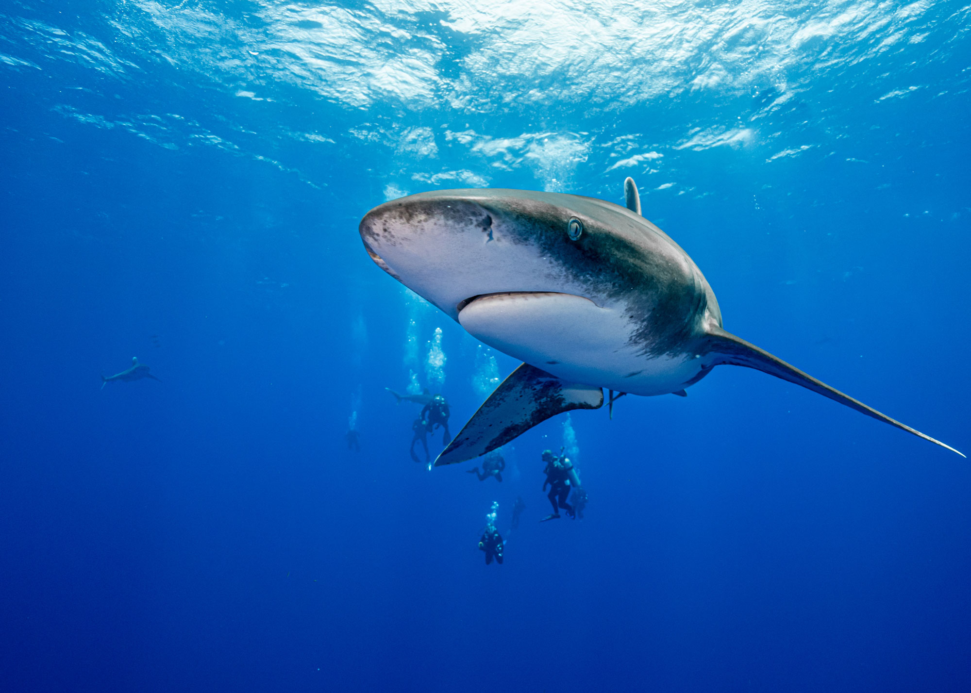 Oceanic whitetip shark in open water