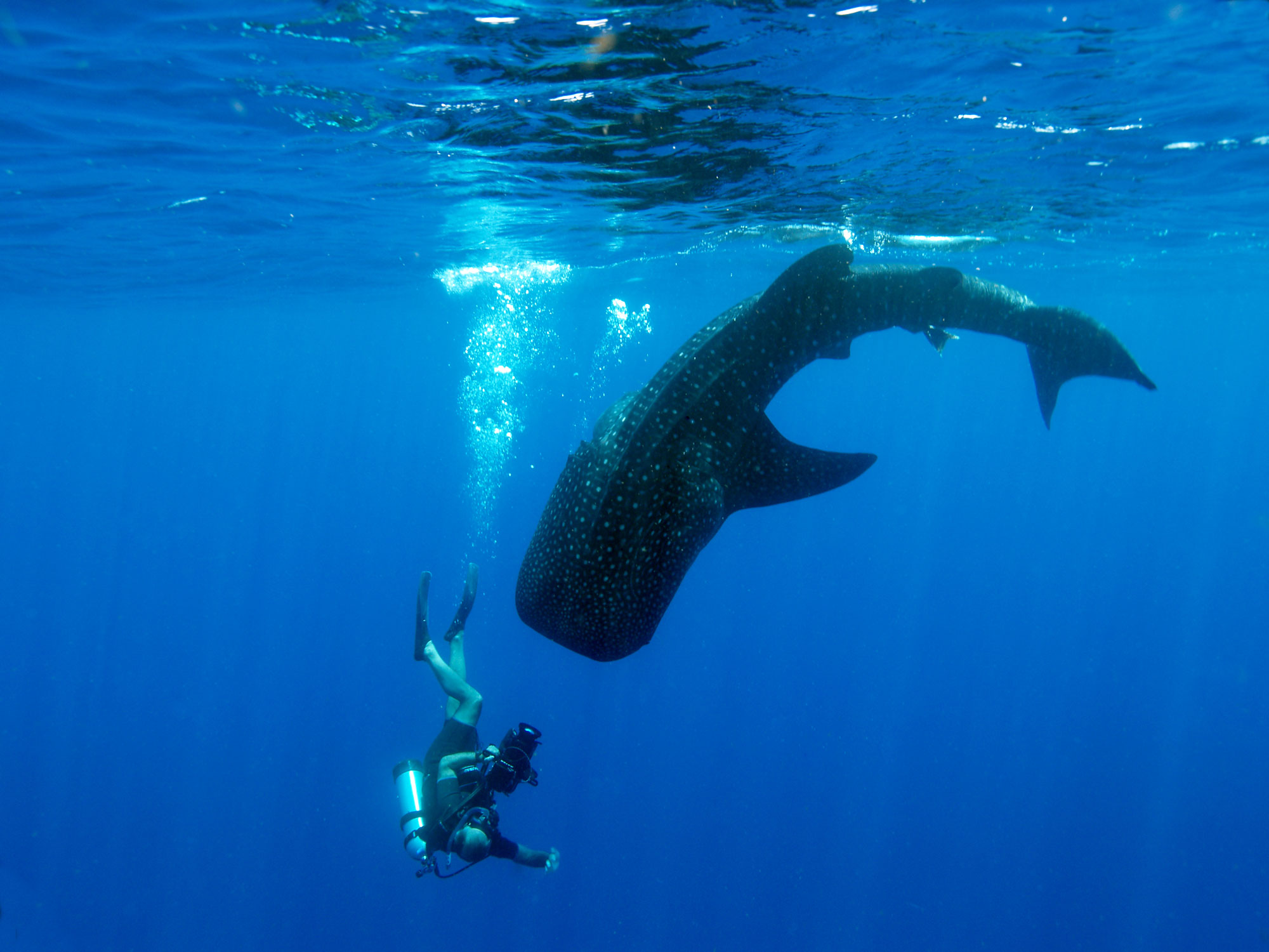 Diver with whale shark