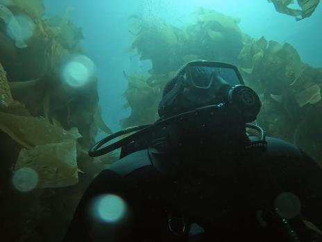 PADI AmbassaDiver Tyrell Crosby scuba diving near seaweeds.