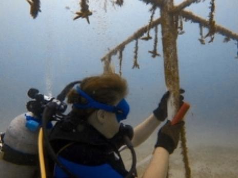 Alaia for Junior PADI AmbassaDivers