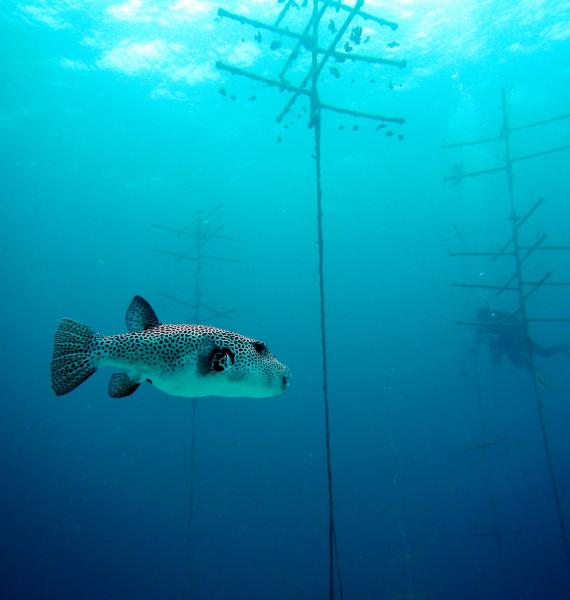 REEFolution Pufferfish at Nursery Site