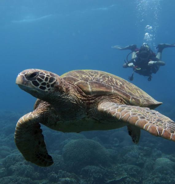 Marine Conservation Philippines - Turtle