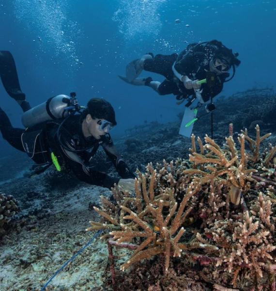 Blue Corner Dive - interns monitoring at coral restoration site