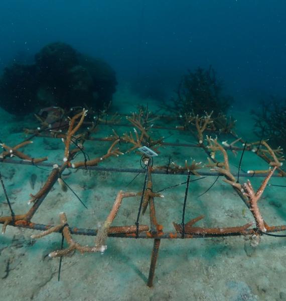 Big Bubble Dive Resort Coral Restoration