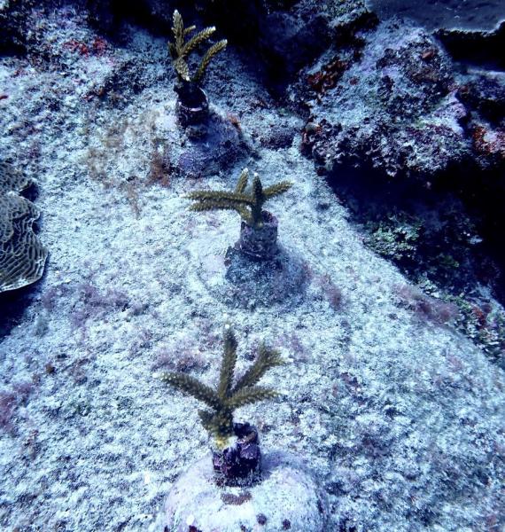 0124.takata dive & research.acer trabsplants