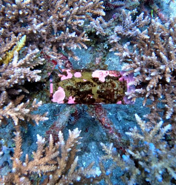  AquaMarine Diving Bali - Adopted coral growth