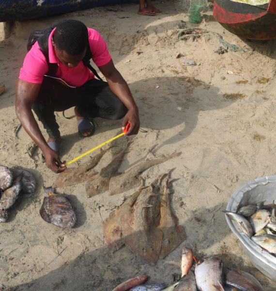 0222-Aqualife-Team leader measuring guitarfish