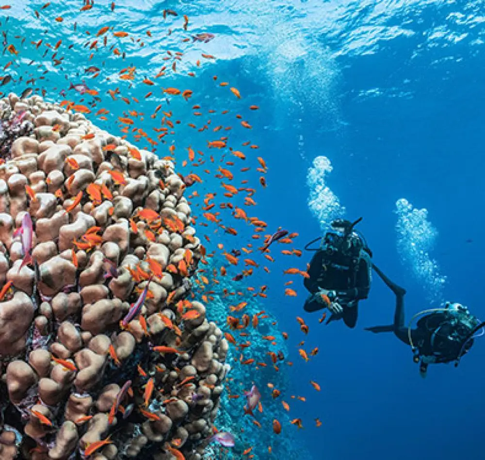 Shallow Reef Dives