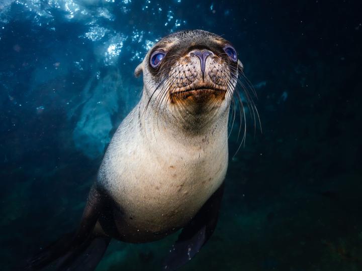Close shot of a sea lion.