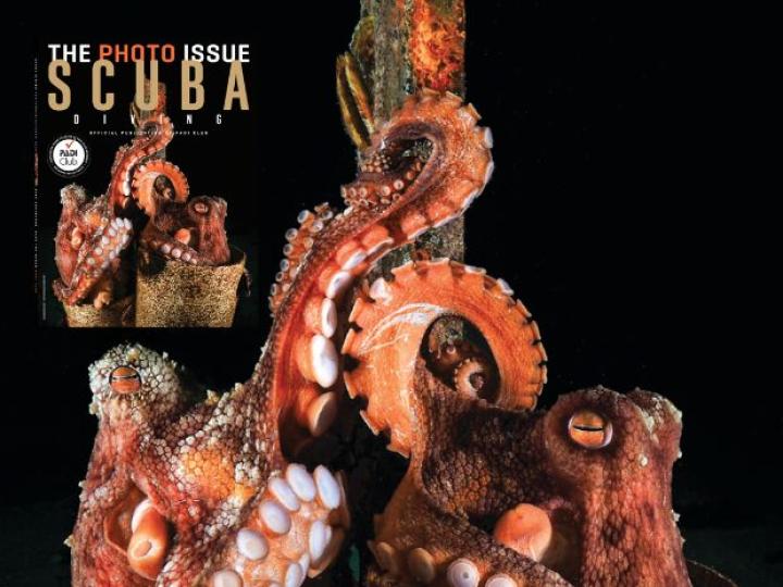 image of octopus next to a magazine cover