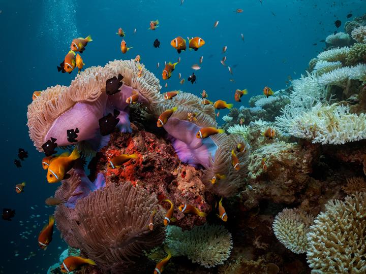 Beautiful colourful coral reefs
