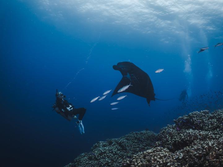Scuba diver with marine life during a dive
