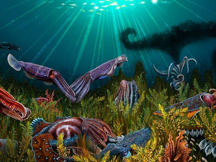 Illustration of multiple cuttlefish