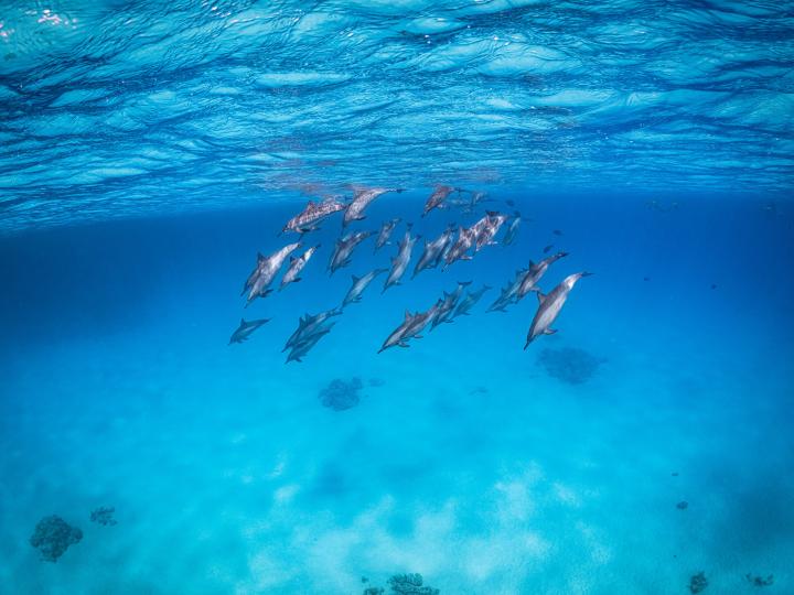 A school of fish in the ocean.