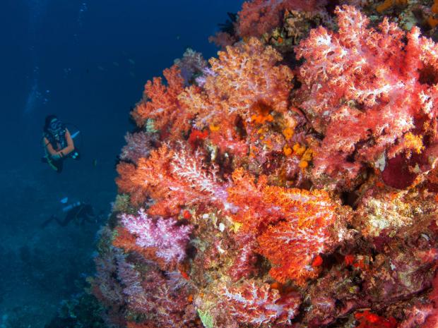 Thailand coral