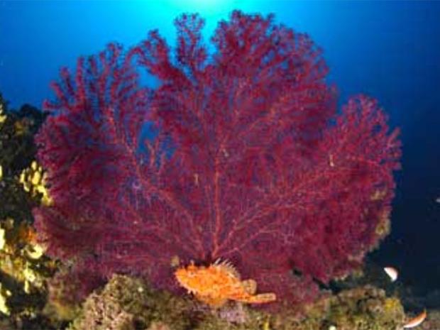 Scoglio Sea Fan